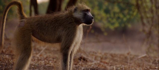 掠食獵戰 第一季 線上看