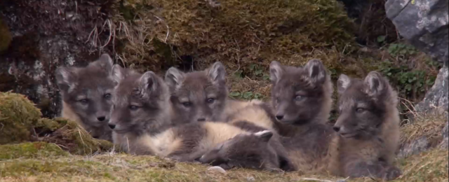 掠食獵戰 第一季 線上看