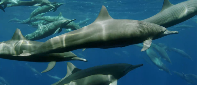 掠食獵戰 第一季 線上看