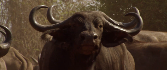 掠食獵戰 第一季 線上看