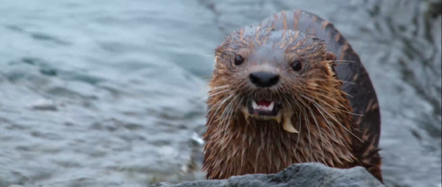 掠食獵戰 第一季 線上看
