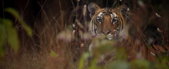 掠食獵戰 第一季 線上看