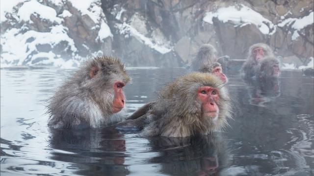 冰凍星球II 第二季 線上看