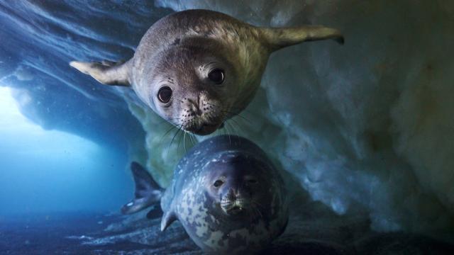 冰凍星球II 第二季 線上看