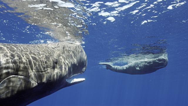 深海間諜 第一季 線上看
