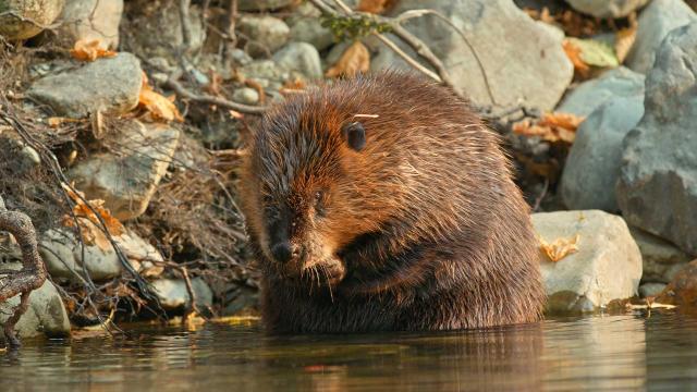 地球危機的轉捩點 第二季 第1集