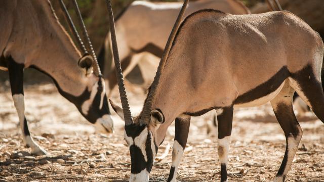 伊甸園：地球最後的秘密 第2集