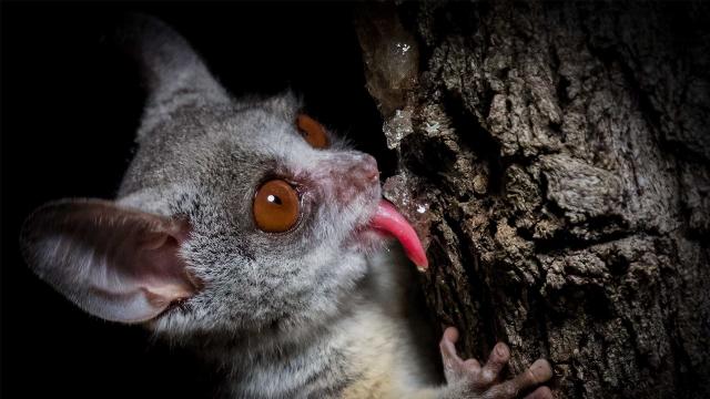 小動物的生命奇蹟 第一季 第1集