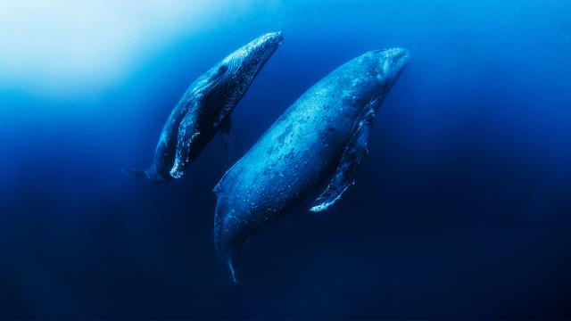 動物求偶記 第2集