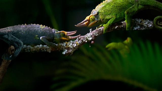 動物求偶記 第3集