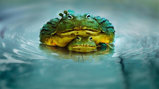 動物求偶記 第4集