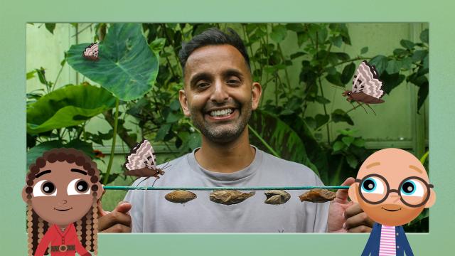 寵物與我：迷你小生物 第二季 第12集