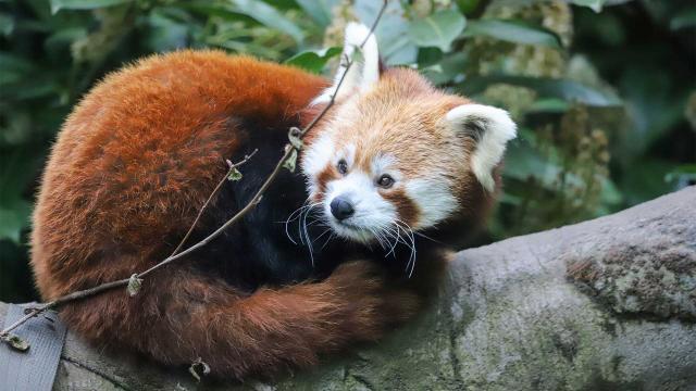 史提夫與阿尼希瓦趣野外 第一季 第2集