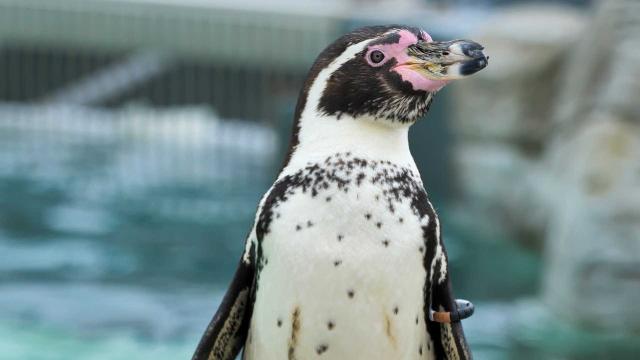 史提夫與阿尼希瓦趣野外 第一季 第12集