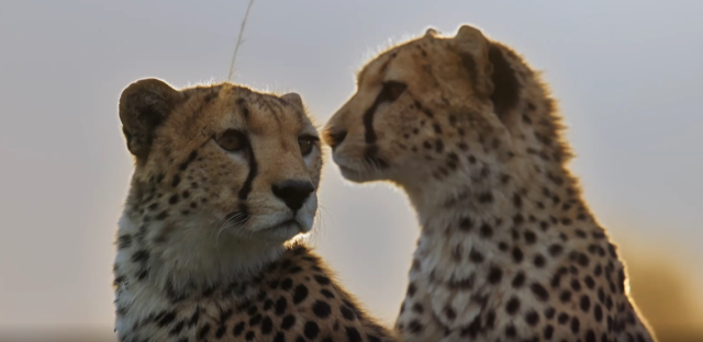哺乳動物大解密 第2集