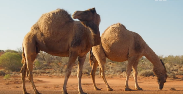 哺乳動物大解密 第5集