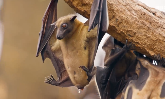 哺乳動物大解密 第6集