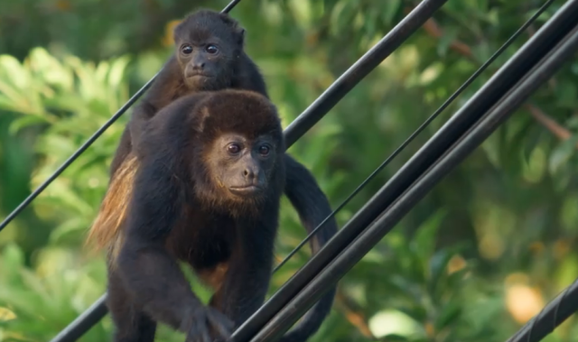 哺乳動物大解密 60秒預告 線上看