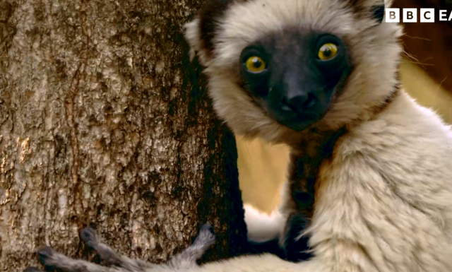 哺乳動物大解密 60秒預告 線上看