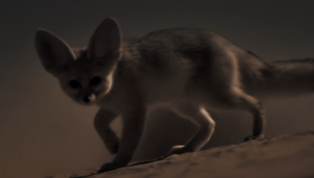 哺乳動物大解密 60秒預告