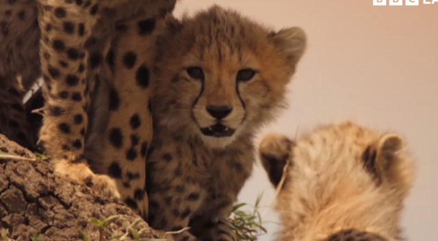 哺乳動物大解密 60秒預告 線上看