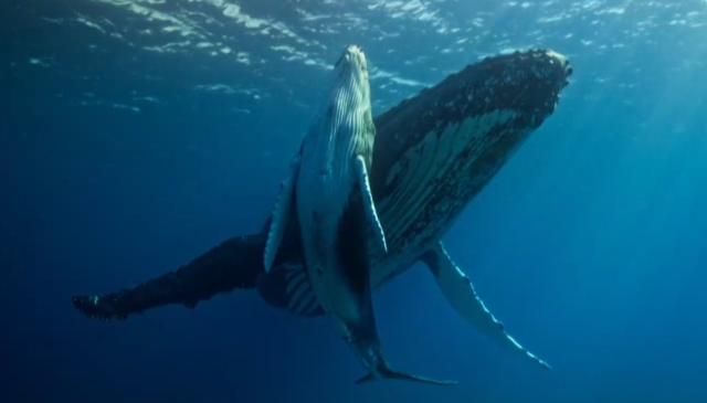 哺乳動物大解密 60秒預告 線上看