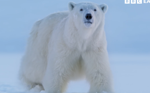 哺乳動物大解密 60秒預告 線上看