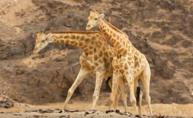 哺乳動物大解密 60秒預告 線上看