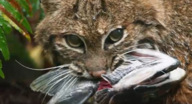 哺乳動物大解密 60秒預告 線上看