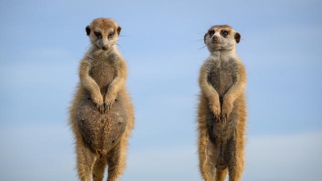 王朝 第二季 線上看