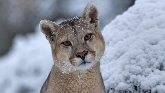 王朝 第二季 線上看