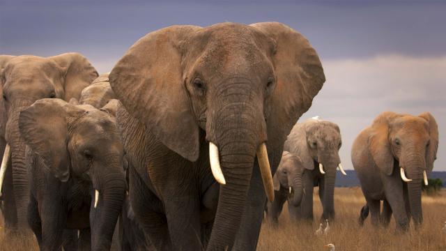 王朝 第二季 線上看