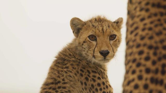 王朝 第二季 線上看