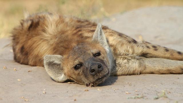 王朝 第二季 線上看
