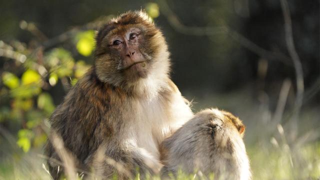 王朝 第二季 線上看