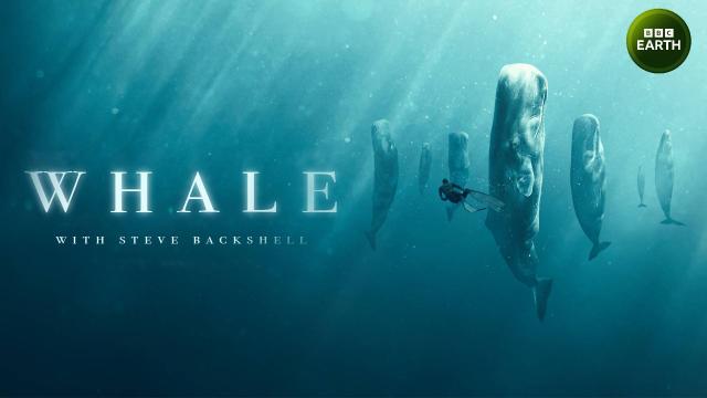 史提夫勇闖鯨豚王國