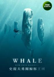 史提夫勇闖鯨豚王國