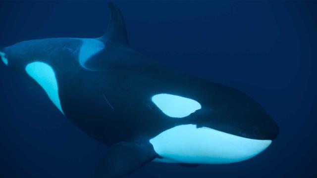 史提夫勇闖鯨豚王國 線上看