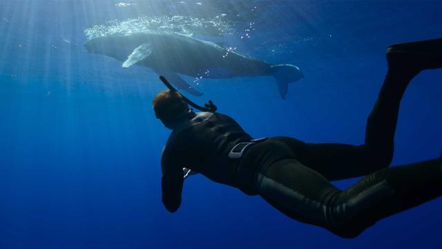 史提夫勇闖鯨豚王國 線上看