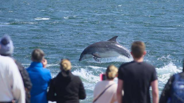 史提夫勇闖鯨豚王國 線上看