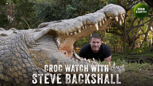 史提夫勇闖鱷魚王國