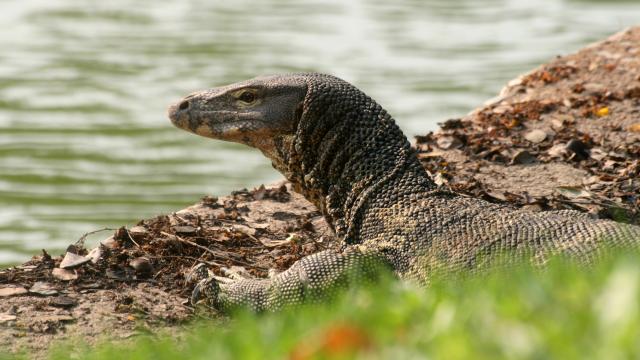 野性泰國 第2集