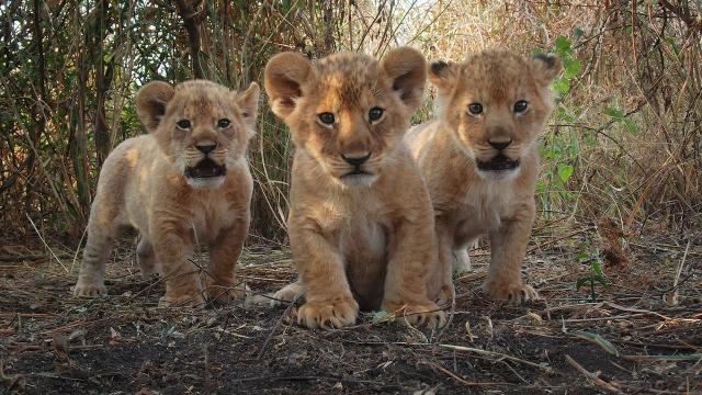 塞倫蓋蒂 第三季 線上看