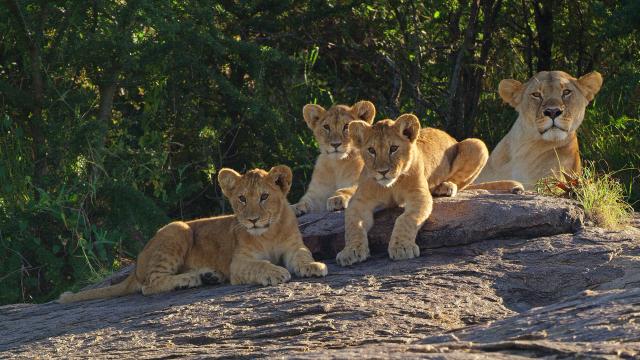 塞倫蓋蒂 第三季 線上看