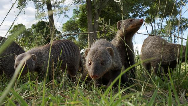 塞倫蓋蒂 第三季 線上看