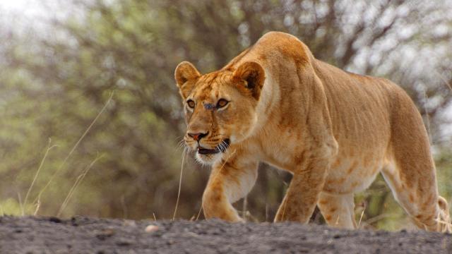 塞倫蓋蒂 第三季 線上看