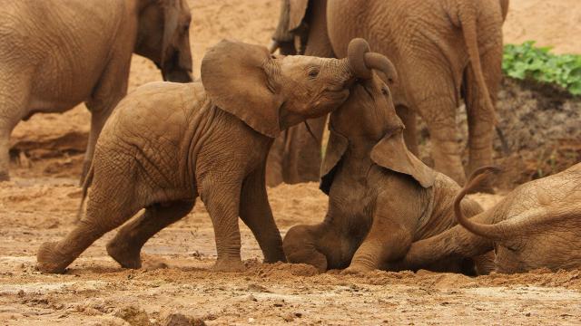 塞倫蓋蒂 第三季 線上看