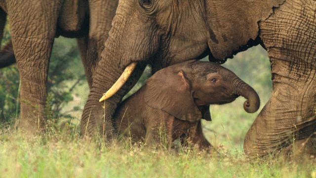 塞倫蓋蒂 第三季 線上看