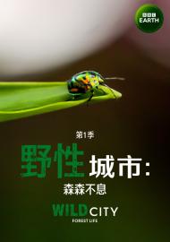 野性城市：森森不息
