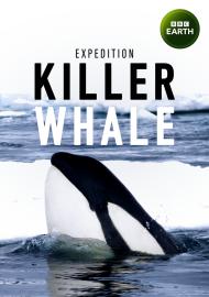 揭開殺人鯨的秘密